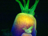 Coral polyp