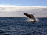 Humpback breaching