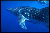 Whale Shark