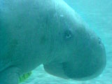 Dugong