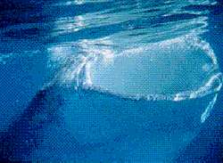 Whale Shark feeding