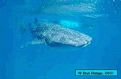 Whale Shark and diver